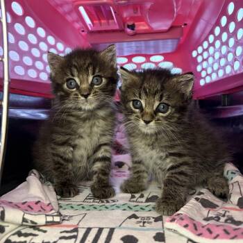 Lucy -  Domestic Medium Hair Cat for Adoption in Asheville, North Carolina - Lucy | PetCurious