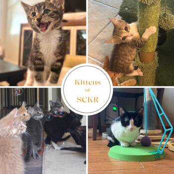 Rescue Tuxedo Cats for Adoption in Phoenix, Arizona - Kittens Of SCKR June 2025 | PetCurious
