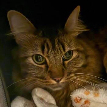 Bibo -  Domestic Medium Hair Cat for Adoption in Las Vegas, Nevada - Bibo | PetCurious