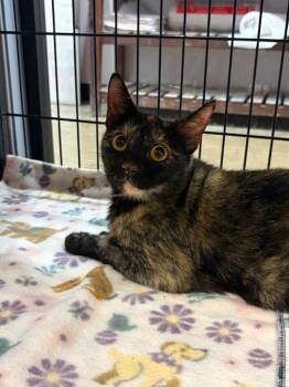Cornbread -  Tortoiseshell Cat for Adoption in Lockhart, Texas - Cornbread | PetCurious