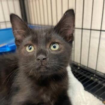 Poof -  Domestic Short Hair Cat for Adoption in Long Beach, California - Poof | PetCurious