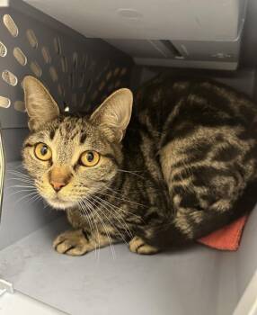 Amberly -  Domestic Short Hair Cat for Adoption in Santa Rosa, California - Amberly | PetCurious