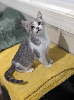 Captain America -  Domestic Short Hair Cat for Adoption in Lewisburg, Tennessee - Captain America | PetCurious