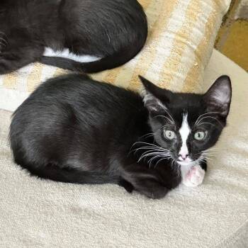 Kramer -  Domestic Short Hair Cat for Adoption in Houston, Texas - Kramer | PetCurious