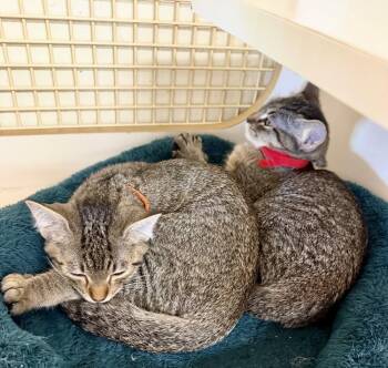 David Copperfield -  Domestic Short Hair Cat for Adoption in Little Rock, Arkansas - David Copperfield | PetCurious