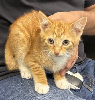 Kitten 2 -  Domestic Short Hair Cat for Adoption in Mansfield, Connecticut - Kitten 2 | PetCurious