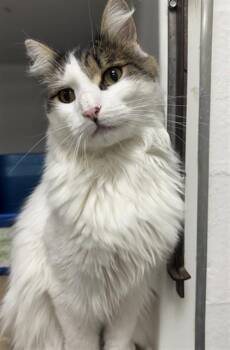 Domestic Long Hair Cats Available for Adoption in Boston, Massachusetts - DASHER | PetCurious