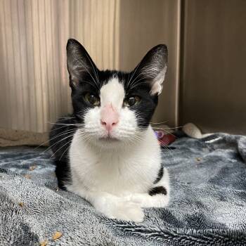 Rescue Domestic Short Hair Cats for Adoption in Los Angeles, California - Regina | PetCurious