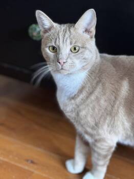 Domestic Short Hair Cats Available for Adoption - George: Courtesy List | PetCurious