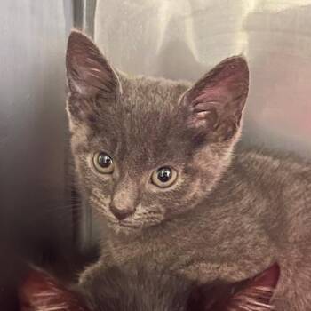Domestic Short Hair Cats Available for Adoption in Lake Panasoffkee, Florida - Annette | PetCurious