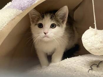 MIHAWK -  Domestic Short Hair Cat for Adoption in Tustin, California - MIHAWK | PetCurious