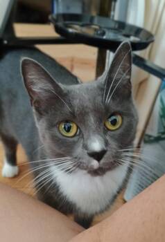 Ash & Slate -  Dilute Tortoiseshell Cat for Adoption in Medford, Massachusetts - Ash & Slate | PetCurious