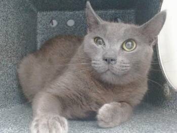 GRACE -  Domestic Short Hair Cat for Adoption in Orlando, Florida - GRACE | PetCurious