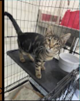 Lugnut -  Domestic Short Hair Cat for Adoption in Lafayette, Colorado - Lugnut | PetCurious