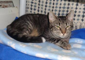 Rescue Tiger Cats for Adoption in Delhi, New York - SOCK MONKEY | PetCurious