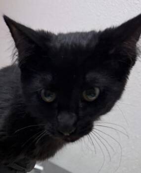 Glam -  Domestic Medium Hair and Domestic Short Hair Cat for Adoption in Eugene, Oregon - Glam | PetCurious
