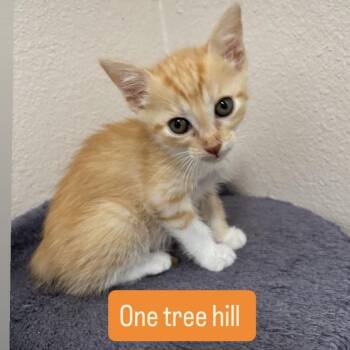 One Tree Hill -  Domestic Short Hair Cat for Adoption in Westminster, California - One Tree Hill | PetCurious