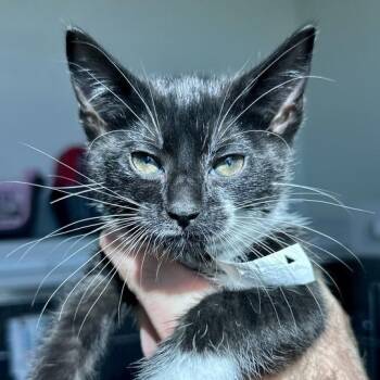 Camille -  Domestic Short Hair Cat Available for Adoption in Matteson, Illinois - Camille | PetCurious