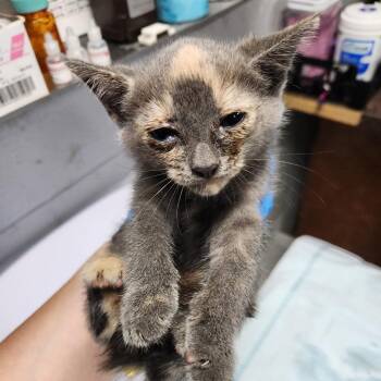 Barbie -  Domestic Short Hair Cat for Adoption in Summerville, South Carolina - Barbie | PetCurious