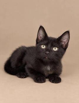 Dino -  Domestic Short Hair Cat for Adoption in Statesboro, Georgia - Dino | PetCurious
