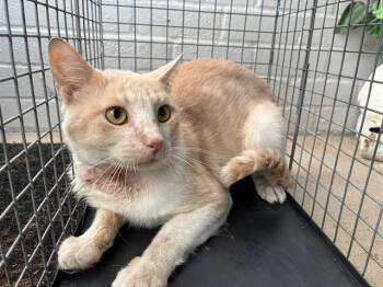 SEBASTIAN -  Domestic Short Hair Cat for Adoption in Dallas, Texas - SEBASTIAN | PetCurious