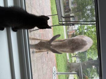 Oboe -  Domestic Short Hair Cat for Adoption in Bethel Park, Pennsylvania - Oboe | PetCurious