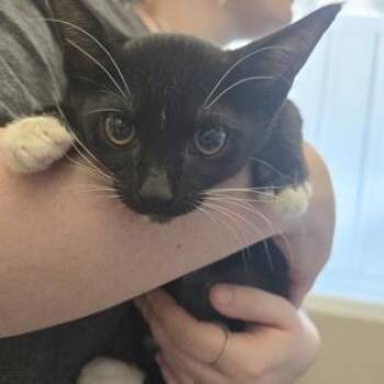 ALLIE -  Domestic Short Hair Cat for Adoption in Fernandina Beach, Florida - ALLIE | PetCurious