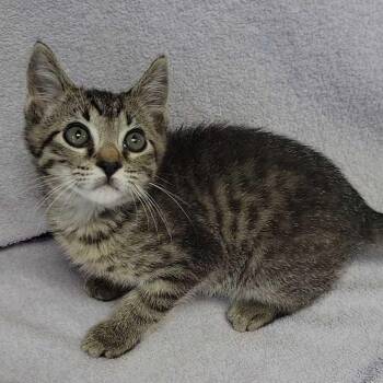 Ash -  Domestic Short Hair Cat for Adoption in Valdosta, Georgia - Ash | PetCurious