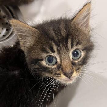 Gorilla -  Domestic Medium Hair and Domestic Short Hair Cat for Adoption in Washburn, Missouri - Gorilla | PetCurious