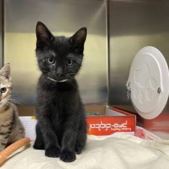 Excavator -  Domestic Short Hair Cat Available for Adoption in Richmond, Virginia - Excavator | PetCurious