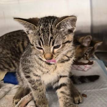 Crouton -  Domestic Short Hair Cat for Adoption in Bentonville, Arkansas - Crouton | PetCurious