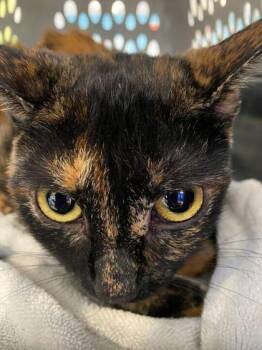 Resees -  Domestic Short Hair Cat for Adoption in Daytona Beach, Florida - Resees | PetCurious
