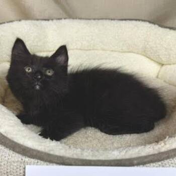 Squishy -  American Shorthair Cat for Adoption in Lake Jackson, Texas - Squishy | PetCurious