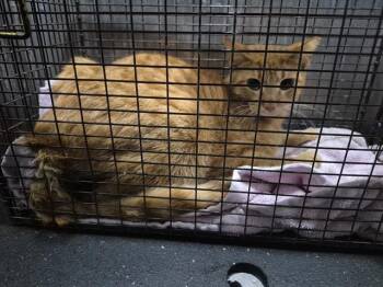 Domestic Short Hair Cats Available for Adoption in San Antonio, Texas - SWIPER | PetCurious