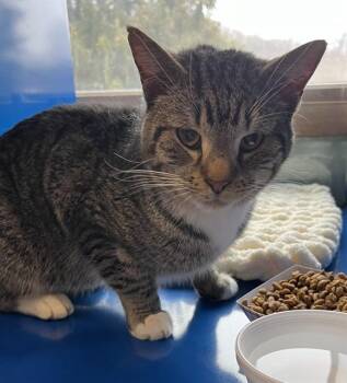 Domestic Short Hair Cats Available for Adoption - JASON | PetCurious