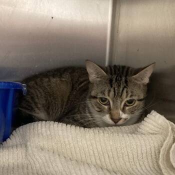 Darla -  Domestic Short Hair Cat for Adoption in Blue Ridge, Georgia - Darla | PetCurious