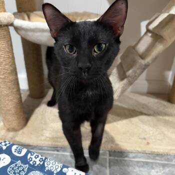 Rex -  Domestic Short Hair Cat for Adoption in North Huntingdon, Pennsylvania - Rex | PetCurious