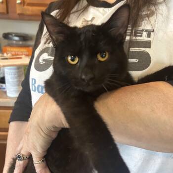 Domestic Short Hair Cats Available for Adoption in Columbia, Missouri - Lennon FHA 6 | PetCurious