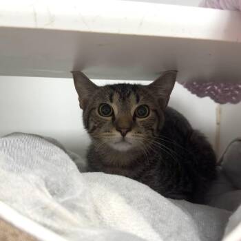 Superman -  Domestic Short Hair Cat for Adoption in Reisterstown, Maryland - Superman | PetCurious