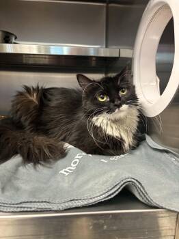 England -  Domestic Long Hair Cat for Adoption in Liberty, Missouri - England | PetCurious