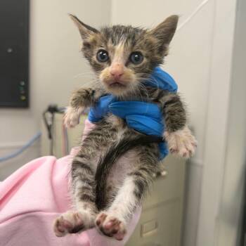 Shinx -  Domestic Short Hair Cat for Adoption in Columbiana, Alabama - Shinx | PetCurious