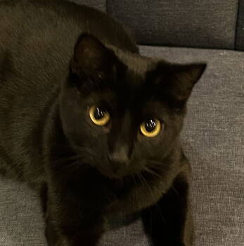 Rescue Domestic Short Hair Cats for Adoption in San Jose, California - Nini (Courtesy Post) | PetCurious