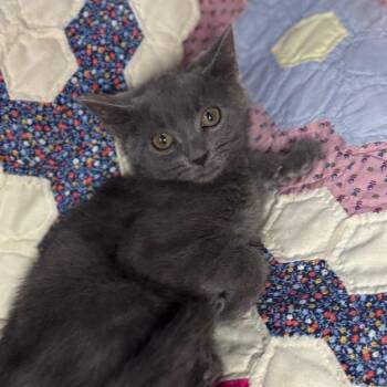 Persimmon -  Domestic Short Hair Cat for Adoption in Lexington, Kentucky - Persimmon | PetCurious
