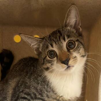 Chococat -  Domestic Short Hair Cat for Adoption in Norman, Oklahoma - Chococat | PetCurious