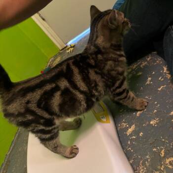 Kyle -  Domestic Short Hair Cat for Adoption in Midland, Texas - Kyle | PetCurious