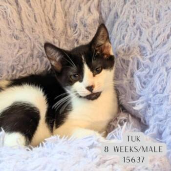 Tuk -  Domestic Short Hair Cat for Adoption - Tuk | PetCurious