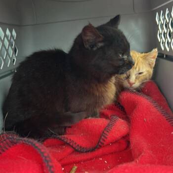 Domestic Medium Hair Cats Available for Adoption in Rochester, Minnesota - Breezy | PetCurious