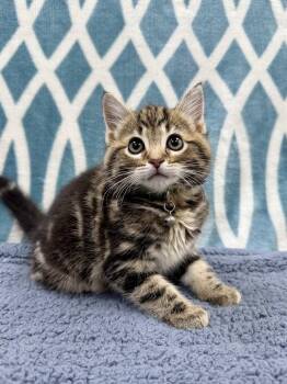 Domestic Short Hair Cats Available for Adoption - Rocky Road | PetCurious