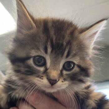Domestic Medium Hair Cats Available for Adoption in Lenexa, Kansas - Mallow | PetCurious