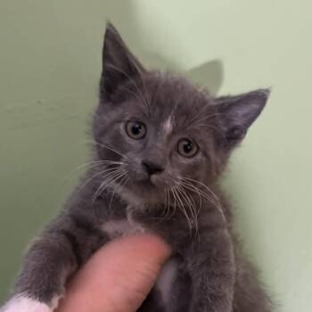 Flokie -  Domestic Short Hair Cat for Adoption in Lyle, Minnesota - Flokie | PetCurious